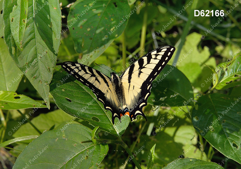 Eastern Tiger Swallowtail (Papilio glaucus)